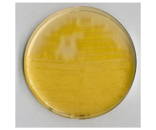 61-0202-60　Pseudomonas Agar F Basic Medium for Microbiology 110989 500G　1.10989.0500