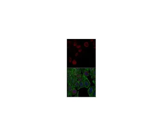 62-8505-59　Anti-unmethylated Histone H3 (Lys9), clone 9B1-2G6, Alexa Fluor　MABE263-AF647