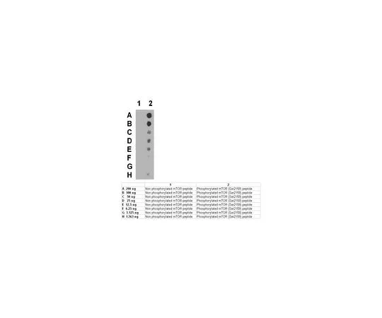 62-8469-24　Anti-phospho-mTOR (Ser2159); 100 μL　ABS79