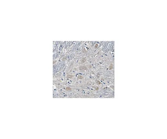 62-8518-18　ANTI-SUR1 Antibody, clone N289/16 Cat. No. MABN501　MABN501