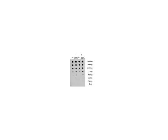 62-8508-42　Anti-DNA-RNA Hybrid Antibody, clone S9.6　MABE1095