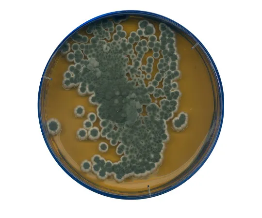 61-0200-59　Malt Extract Agar Medium for Microbiology 105398 500G　1.05398.0500