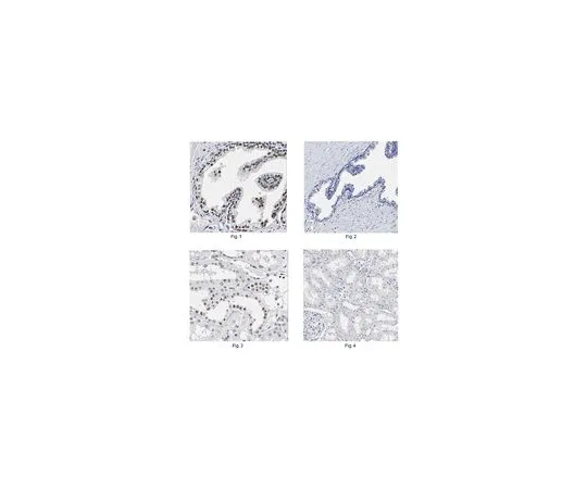62-8522-99　Anti-P40, clone 11F12.1　MABS519