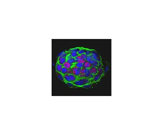 62-8508-61　Anti-TET2 Antibody, clone 9F7　MABE1132
