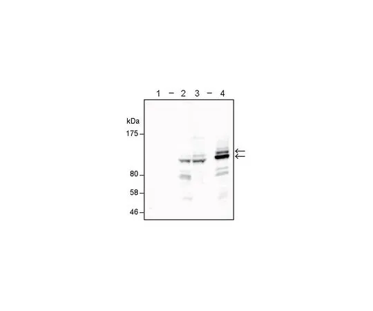62-8508-54　Anti-HOIP (RNF31) Antibody, clone 1CB2　MABE1122