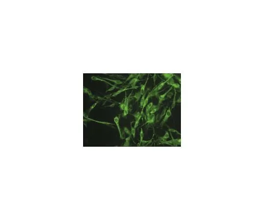 62-8494-29　Anti-Connexin 45, near C-terminus, cytoplasmic, clone 8A11.2; 100 μg　MAB3100