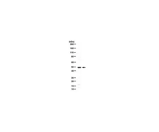62-8468-87　Anti-BHLHE40/DEC1 Antibody　ABN1737