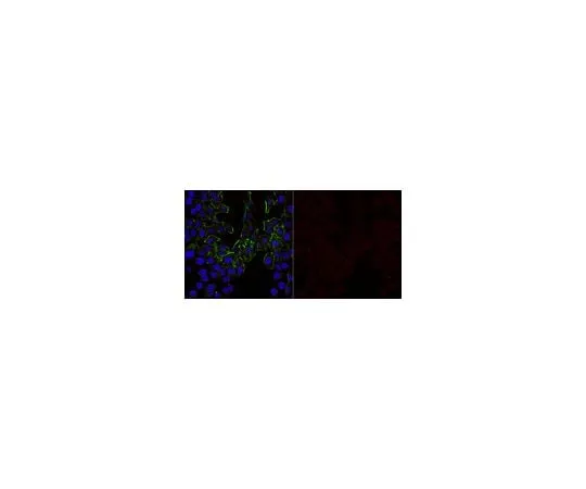 62-8469-28　Anti-VEGF Antibody, Alexa Fluor(R) 647 Conjugate　ABS82-AF647