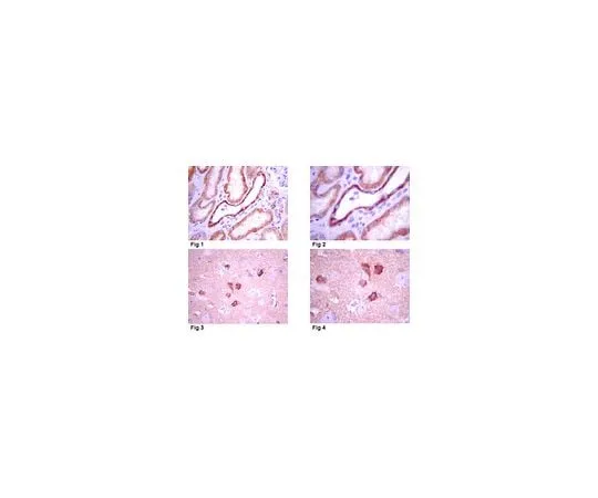 62-8493-61　Anti-Syntaxin-3, clone 1-146; 100 μg　MAB2258