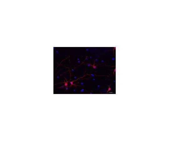 62-8493-70　Milli-Mark(TM) Pan Neuronal Marker; 100 μL　MAB2300