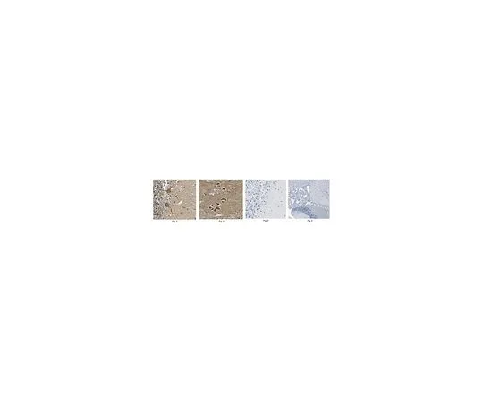 62-8522-14　Anti-STK39, clone 5H7.1　MABS178