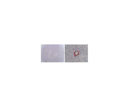 62-8513-06　Anti-Notch 3 Antibody, ECD, clone 2G8　MABF937