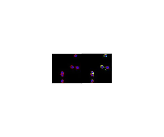 62-8497-40　Anti-Neural Cell Adhesion Molecule L1, clone 324; 100 μg　MAB5272