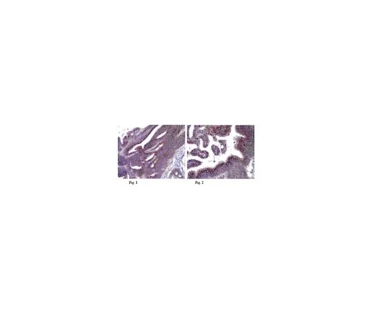 62-8501-09　Anti-LAMP-3, clone 16H11.2; 100 μg　MABC44