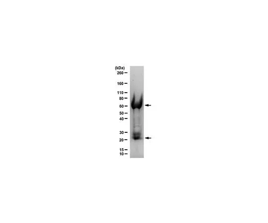 62-8474-28　Normal Chicken IgY Antibody, purified AC146　AC146