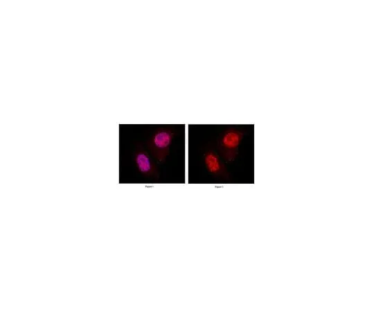 62-8469-76　Anti-MIXL1　ABS232