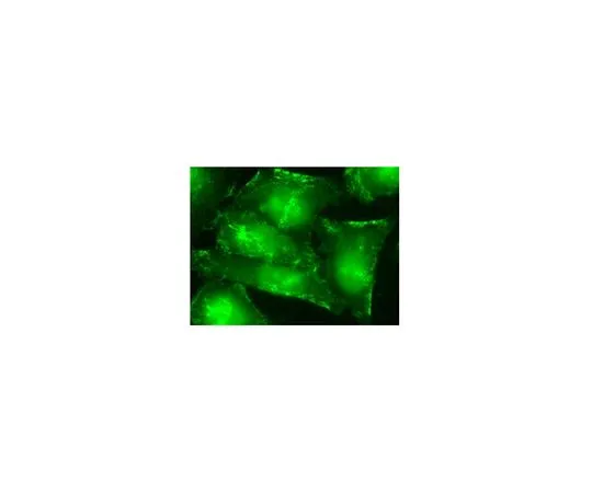 62-8526-13　Anti-Septin-9 Antibody, clone 1A6C2　MABT321