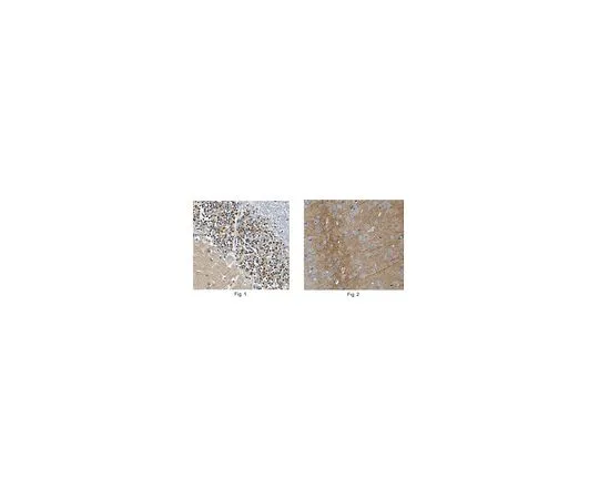 62-8519-39　Anti-NEGR1, Clone 4H2.1　MABN736