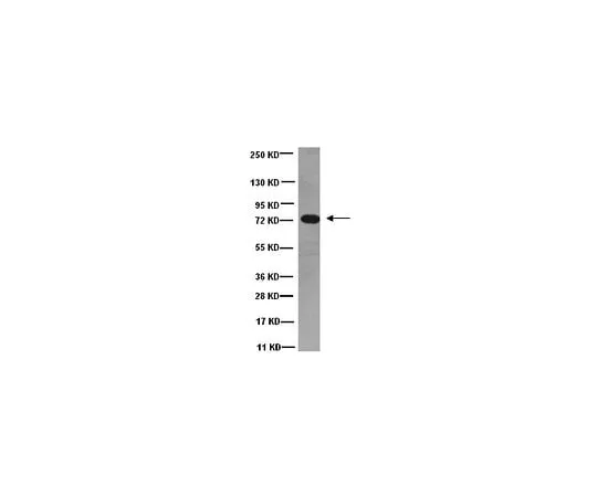 62-8491-51　Anti-Dynein, 74 kDa Intermediate chains, cytoplasmic, clone 74.1; 100 μg　MAB1618