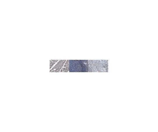 62-8524-92　Anti-CYB5R3 Antibody, clone 1D9.2　MABS1727