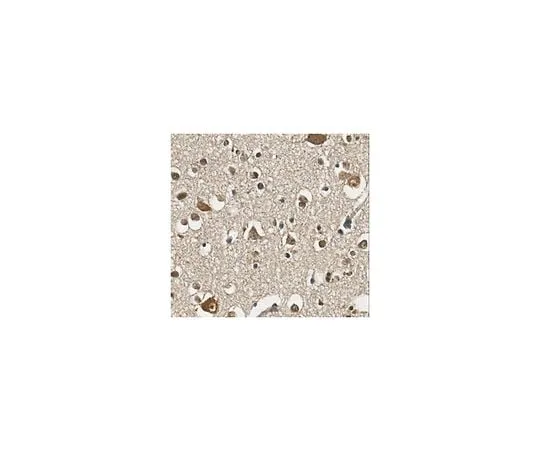 62-8473-63　Anti-Protocadherin 19 Antibody ABT318　ABT318