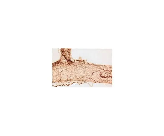 62-8489-10　Anti-Nerve Growth Factor Receptor, extracellular, clone 192-IgG; 50 μg　MAB365