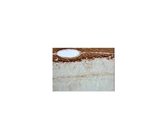 62-8491-26　Anti-Myelin Associated Glycoprotein, clone 513; 100 μg　MAB1567