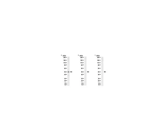 62-8504-05　Anti-phospho-PHD2 (Ser 125) Antibody, clone 4　MABC1612