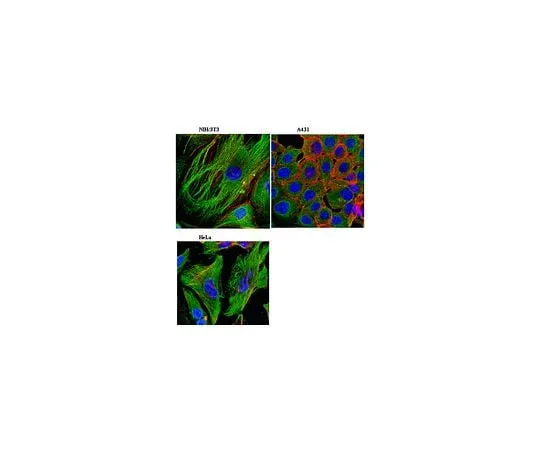 62-8493-89　Anti-Zyxin, clone 14E11.1; 100 μg　MAB2610