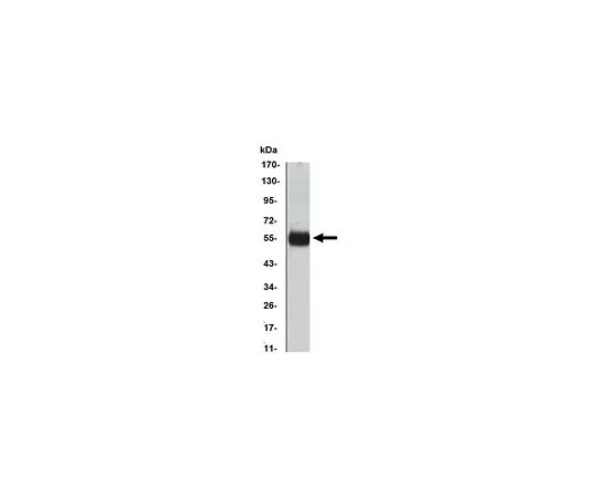 62-8507-03　Anti-CDKN1B , clone 3D8 Antibody　MABE634