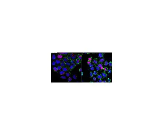 62-8471-60　Anti-phospho-Ubiquitin (Ser65)　ABS1513-I