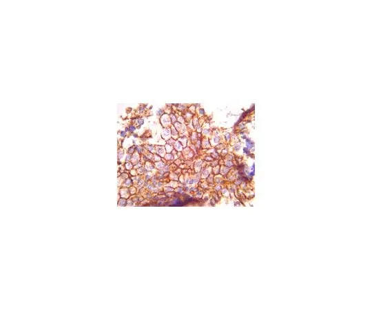 62-8493-95　Anti-EMMPRIN, clone 1S9-2A; 100 μg　MAB2623