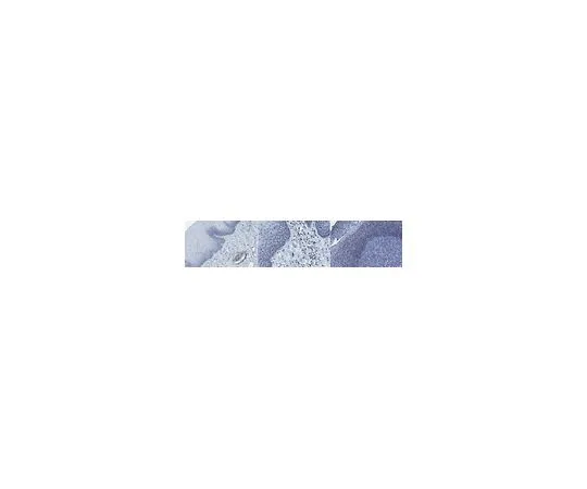 62-8507-27　Anti-PHF1 Antibody, clone 12C2.1　MABE676