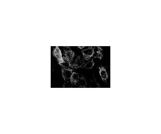 62-8494-54　Anti-Cytokeratin 18, clone RGE53; 100 μg　MAB3234