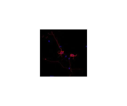 62-8468-91　Neuro-Chrom(TM) Pan Neuronal Marker - Rabbit; 100 μL　ABN2300