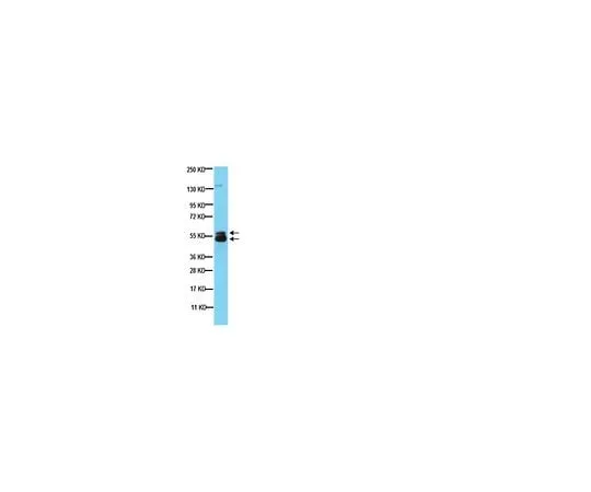 62-8495-54　Anti-Microphthalmia (Mi), clone C5; 100 μg　MAB3747