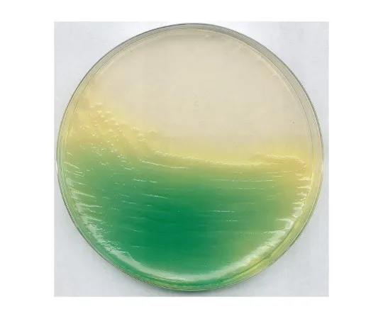 61-0205-83　KING Agar B Basal Medium (Dansk Standard) for Microbiology 110991 500G　1.10991.0500