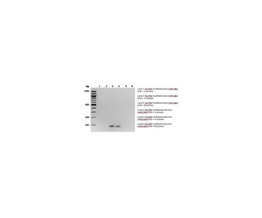 62-8531-67　CpGenome Human Methylated DNA Standard　S8001M