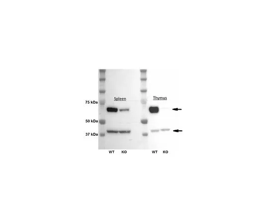 62-8508-87　Anti-DC-STAMP Antibody, clone 1A2　MABF39-I