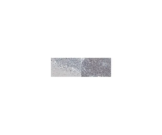 62-8521-13　Anti-Beta-IV spectrin Antibody, clone N393/76　MABN1727