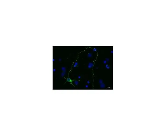 62-8479-68　Anti-Tubulin β-III, clone TU-20, Alexa Fluor(R)488 Conjugated; 40 μL　CBL412X