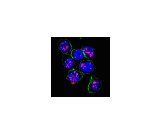 62-8508-45　Anti-HHV-8 LNA-1 Antibody, clone LN53　MABE1109