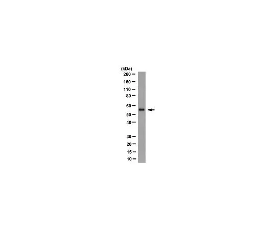 62-8524-68　Anti-Importin alpha-3/Qip1 Antibody, clone 3D10　MABS1326