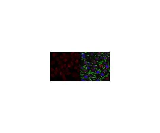 62-8521-08　Anti-GADD153/DDIT3/CHOP Antibody, clone 5E5.3　MABN1616