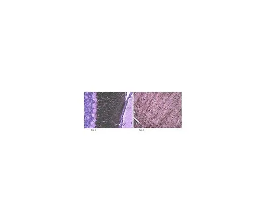 62-8516-57　Anti-Caspr, clone K65/35; 100 μg　MABN69