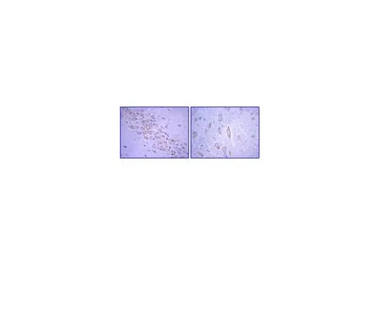 62-8489-38　Anti-Glutamate Receptor 2, extracellular, clone 6C4; 100 μg　MAB397