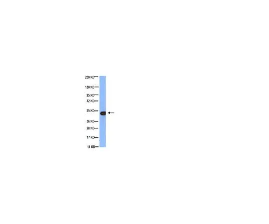 62-8494-80　Anti-Tubulin, beta, clone KMX-1; 50 μg　MAB3408