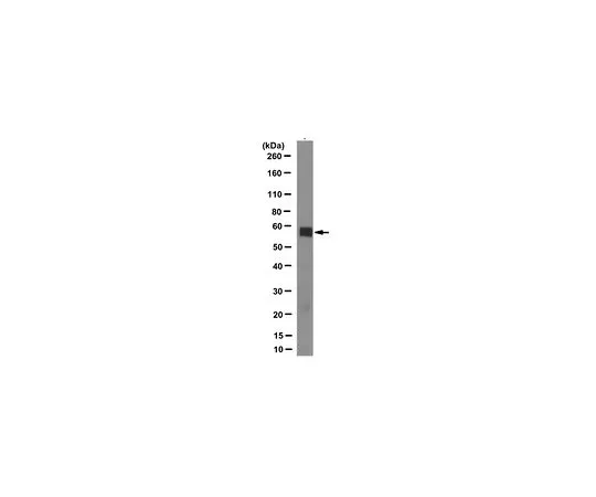 62-8501-90　Anti-PXR Antibody, clone 1F10.1　MABC287