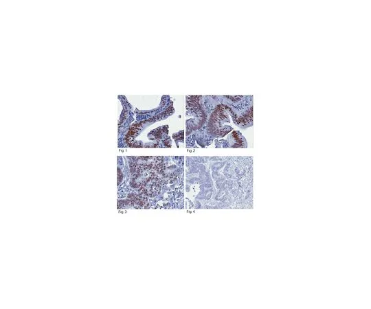 62-8505-45　Anti-JMJD2A, clone 8B7.1　MABE222