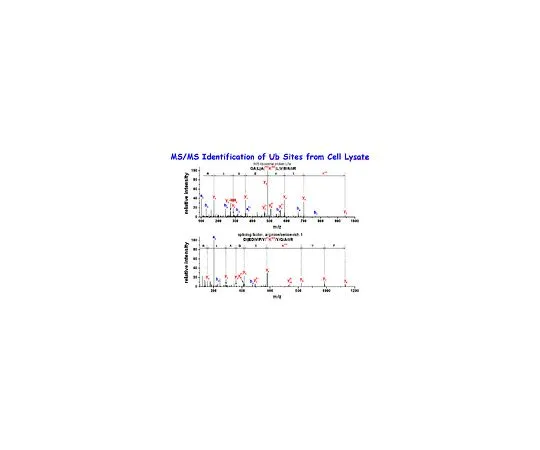 62-8521-81　Anti-Diglycyl Lysine (Clone GX41); 100 μg　MABS27
